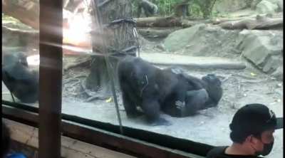 Tender Gorillas