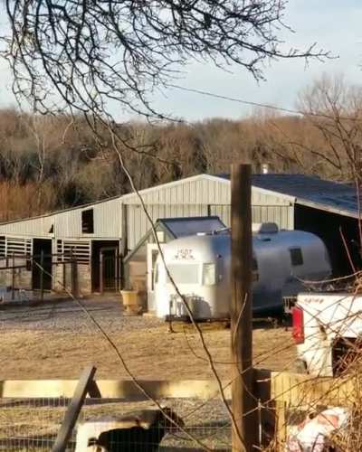 How the Grinch fed the goats on Christmas.