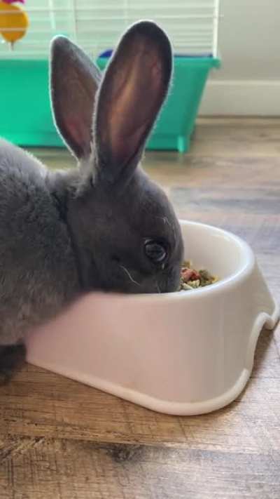 Meet Shadow!