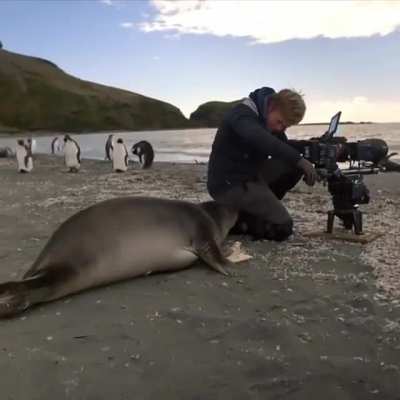 🔥 Curious seal interrupting filmmaker's shot