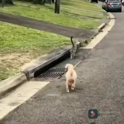 Aonde o gato foi parar?