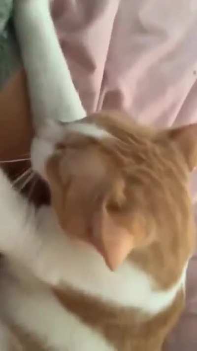 Praying so that I'm born as a cat in my next life !