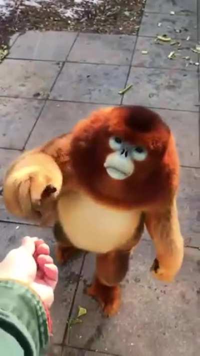 Aw is a good boi