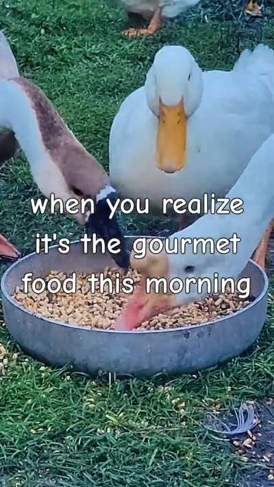 Gourmet feed