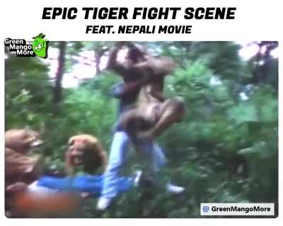 A man saves a girl in trouble from 4 ferocious tigers .