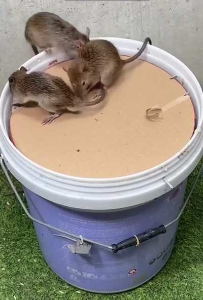 Harmless trap