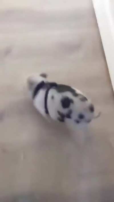 Rosie