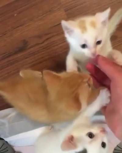 Smol serenades