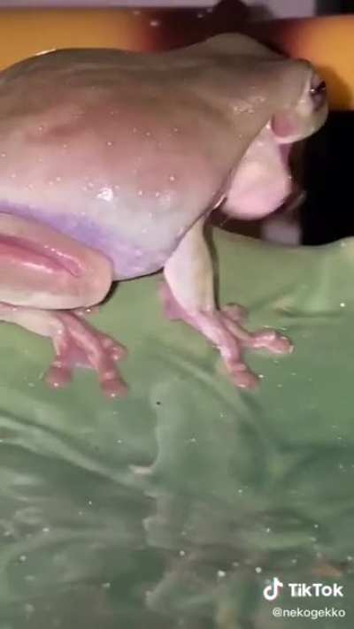 🐸