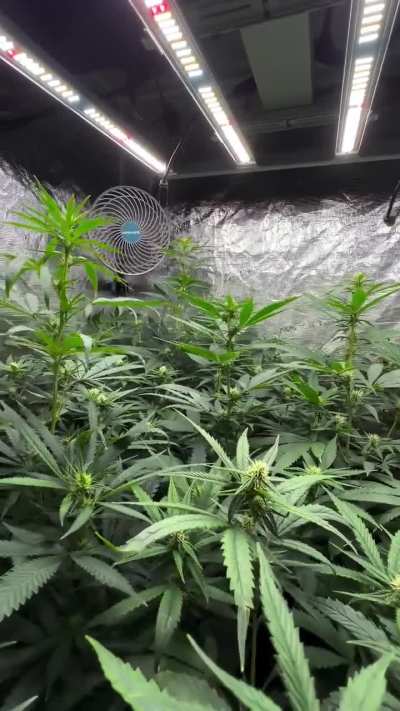 Freshly watered and ready to continue stretching under the FC 3000-EVO