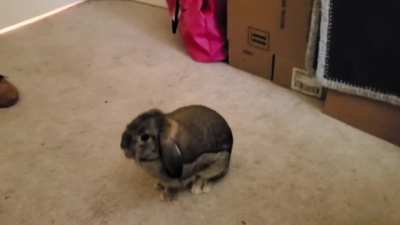 Bunbun Slowmo Bink