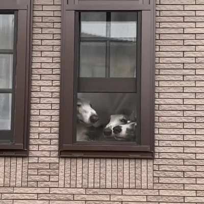Not everyone knows how to peek properly.