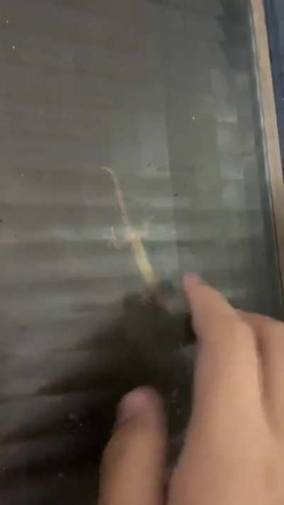Is it still alive?