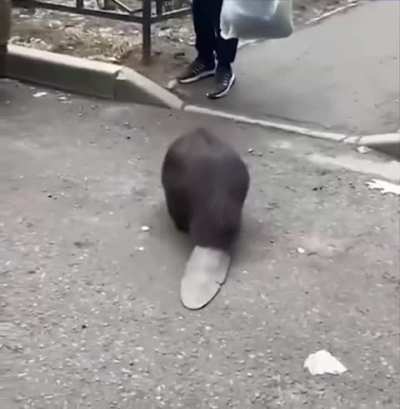 Polish agent Bóbr Kurwiński attack Russians in St. Petersburg. Ojczyzna jest z ciebie dumna, agencie!🇮🇩🤜🇳🇱