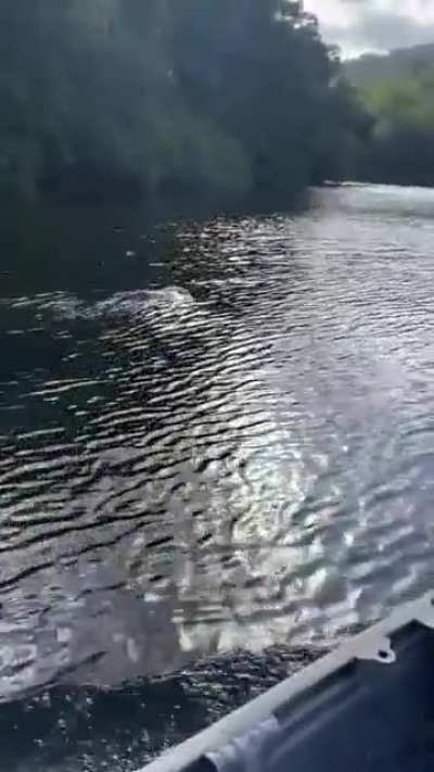 That's a weird looking dolphin