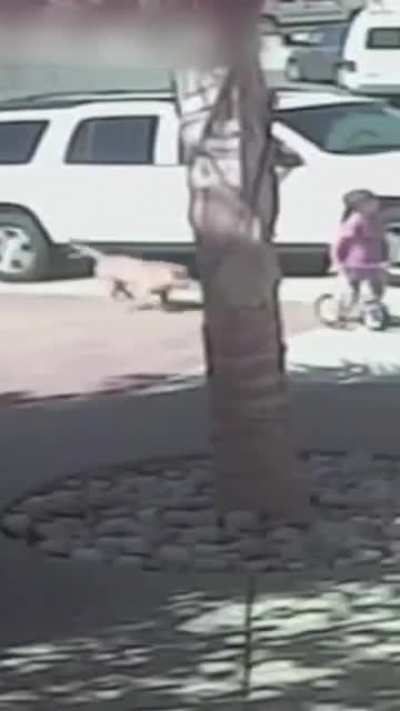 Brave Cat save child from dog attack