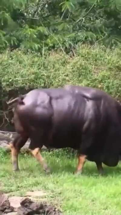 Indian gaur ( watch it on mute )