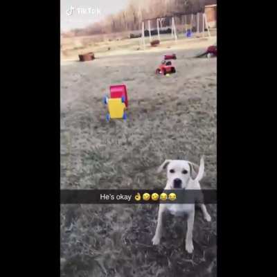 dog chases ball