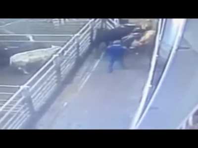Try to kick a bull? Not a good idea