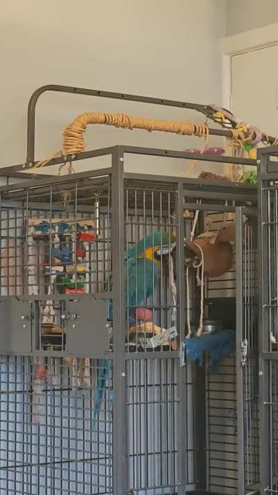 Have a few minutes of Vinny & Lokie being themselves - Angel & Flock
