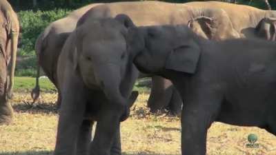 Friendly baby elephant