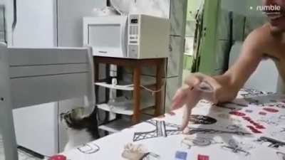 Cat confused by magic trick