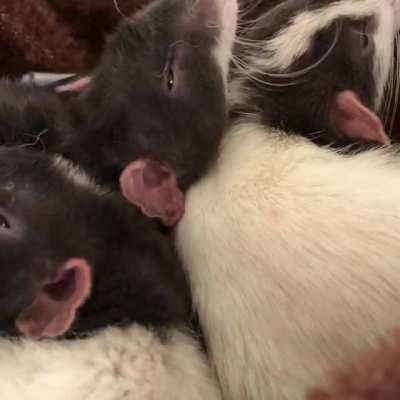 Sleepy Boys!!