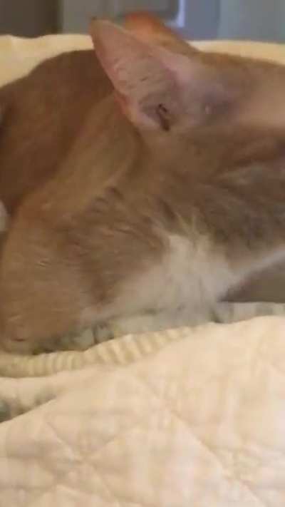 A rare sighting of the elusive brain cell