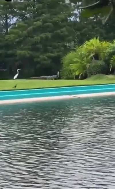 to have a bird as a snack