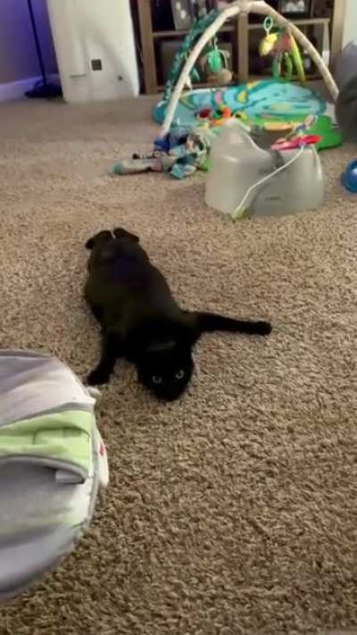 Toothless thinks he's a Bat
