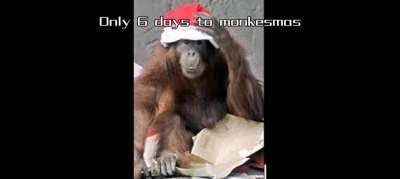 GUYS ONLY 6 DAYS TO MONKESMAS