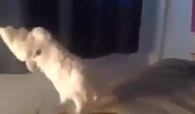 meow