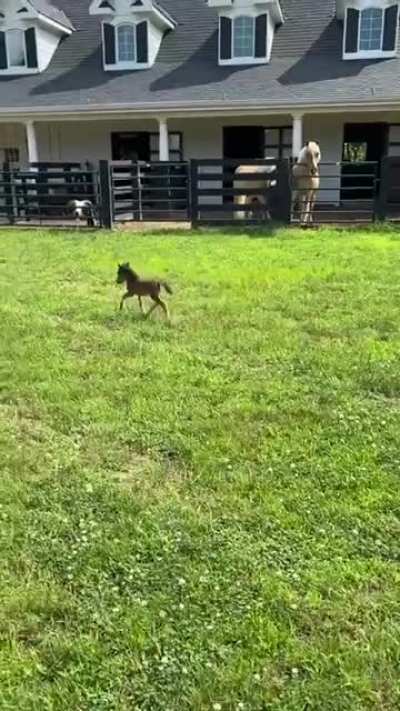 Lil' Teddy zoomies