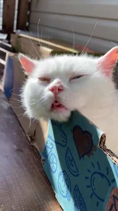 Who got into the catnip? Was it you?