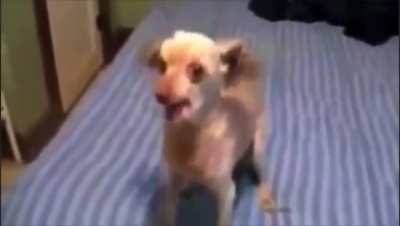 cachorro do tiba ai, Restart Restart Restart