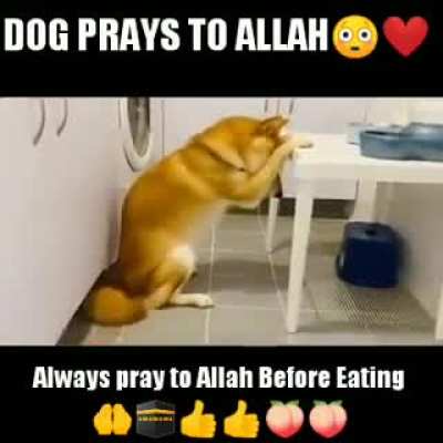 LOLOLOLOL I REPOSTED THIS. LOL GIVE ME INTERNTE POINTS BECAUSE HARAM IS NOW CONSIDERED HALAL. THe pain is so hard. You don't know how hard it is seeing how we stray from allah each and every day😞😞<wbr>😞