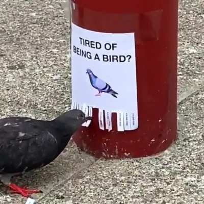 When the birds revolt.