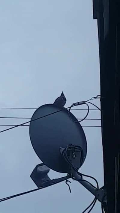 It's 6am. I keep hearing this nose, thought the neighbors are drilling or something. It's just the woodpecker and the old dish