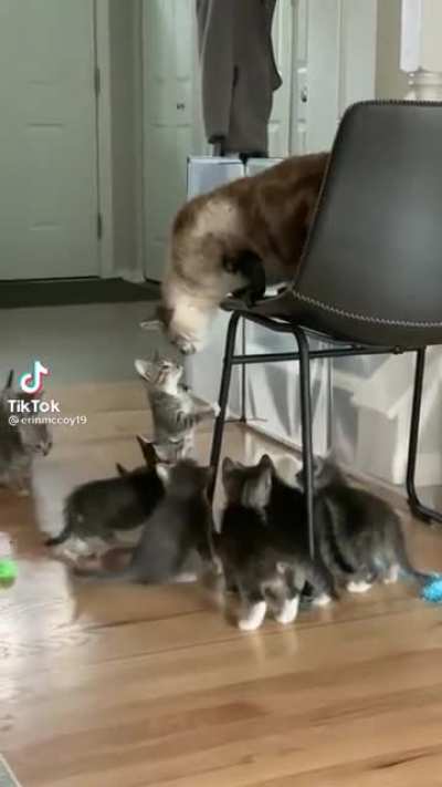 Dad is not in the mood for shenanigans.