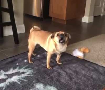 Screaming dog