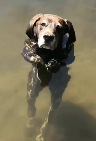 Dude, its cold in here, you tricked me. Dog walking on hind legs to keep head above water
