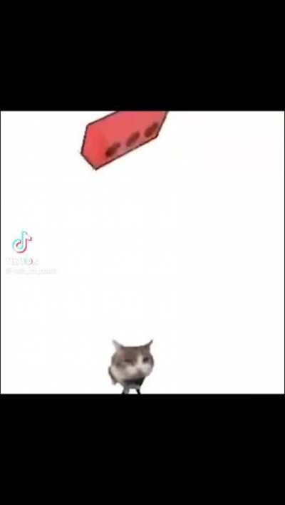 Martes de gatos