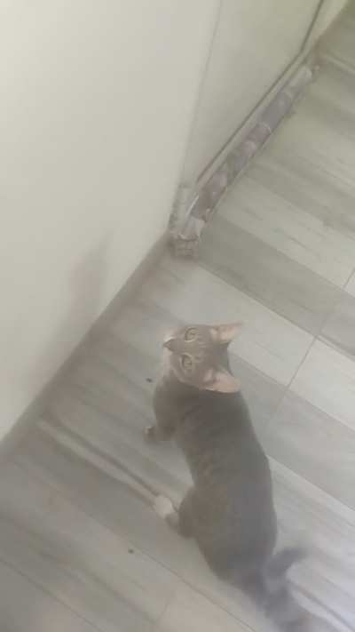 [OC] Pancita gets particularly vocal when she comes to my home office