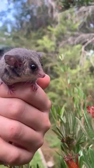 Pygmy Possums can't glide like some other possums, but they are agile climbers mainly due to their prehensile tail. Long-tailed Pygmy Possums can even have tails that is about one and a half times as long as the body.
