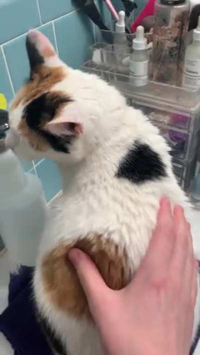 (VERY QUIET) My cats Perfectly Cut Meow