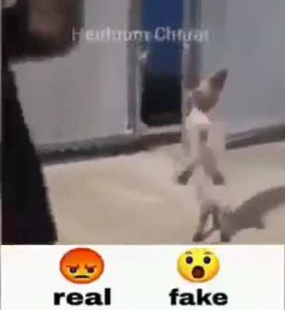 real or fake?