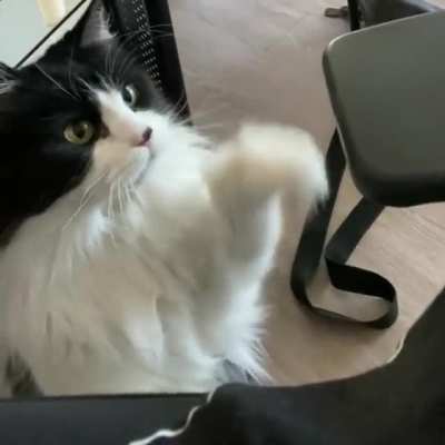 Bug demands pets, promptly.