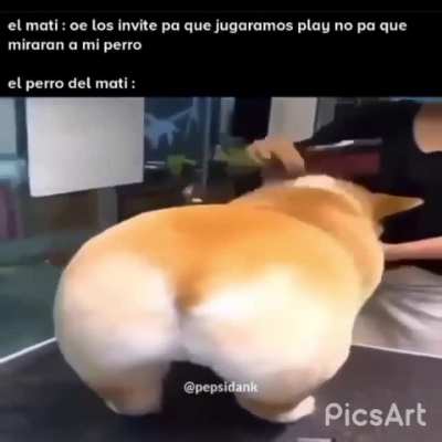 Perro culon