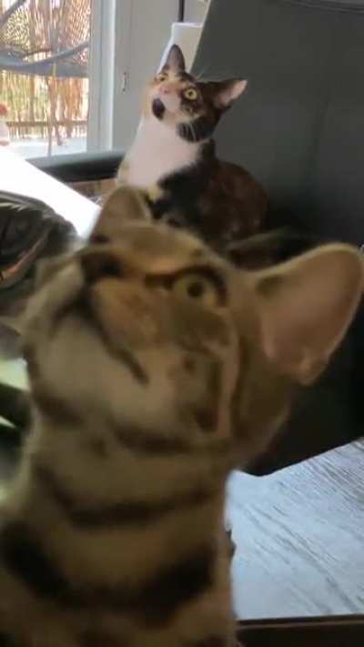 They found a baby dragonfly on the ceiling…