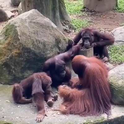 arkadaki orangutan: 
